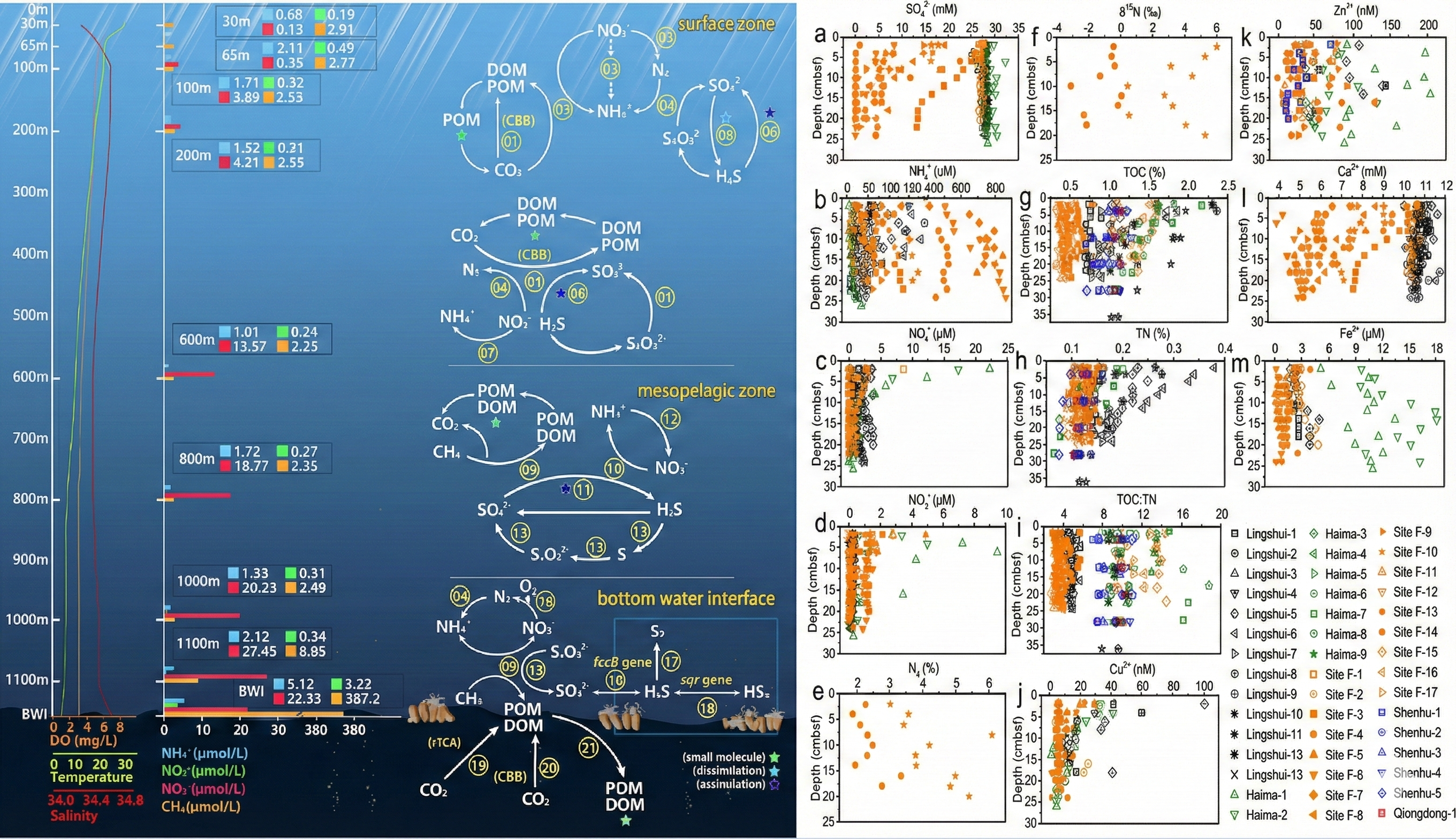冷泉氮循环研究图